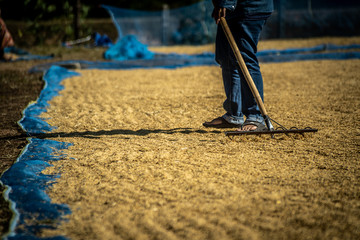 Rice drying of farmers in Surin thailand