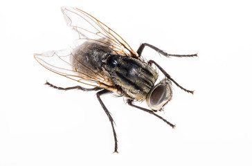 Macro image of a fly on a white background