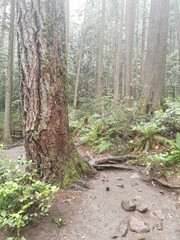 Fototapeta premium Dentro del bosque