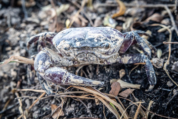 rice field crabs after harvest in Surin thailand