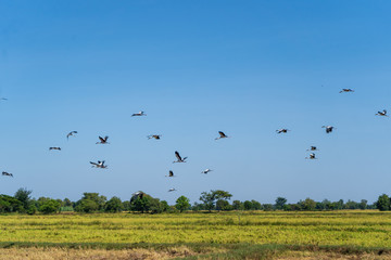 Fototapeta na wymiar birds flying through rice fields in Surin thailand