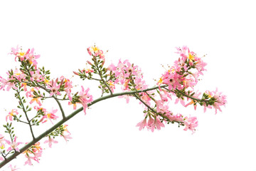 silk floss tree flower isolated on white background