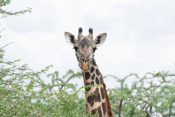 giraffe portrait in acacia trees in tsavo kenya