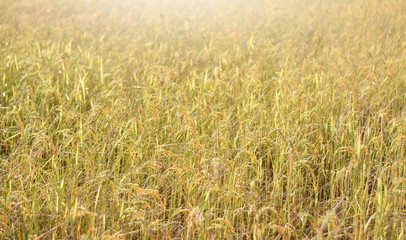 Ear of rice in the field
