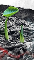 seedlings growing in soil