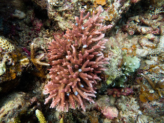 Obraz na płótnie Canvas beautiful coral found at coral reef area at Tioman island, Malaysia