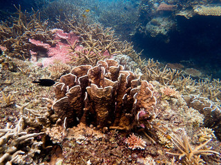 beautiful coral found at coral reef area at Tioman island, Malaysia