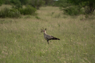 secretary bird in tsavo kenya
