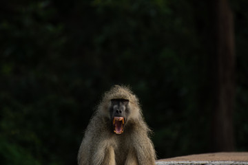 emotional baboon on the path in south luangwa zambia