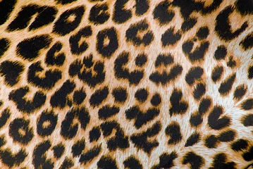 Foto op Plexiglas close-up van de stoftextuur met luipaardprint © severija