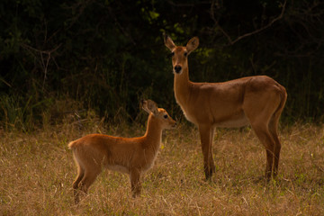 puku and young in south luangwa national park