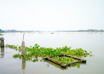 water hyacinths floating near the ruins cement pole on Chao Praya River in sunny day in Phatumthani province ,Thailand. 