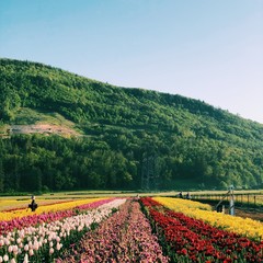 Tulip festival in Abbotsford, BC Canada. flower bed, colourful flowers. square format.