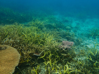 Naklejka na ściany i meble coral found at coral reef area at Tioman island, Malaysia