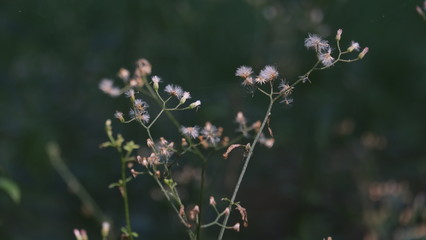 close up of flower on the dark background with selective focus