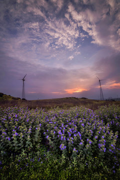 Karvi blooming at Sunrise, Strobilanthes callosa, Chalkewadi, Maharashtra, India