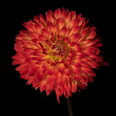 Red dahlia flower on a black background. Front view