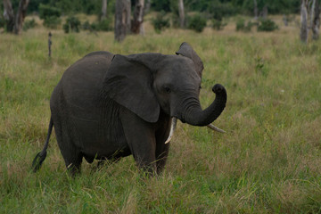elephants in zambia during the rainy season