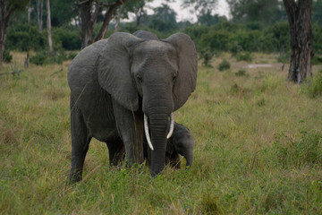 Fototapeta na wymiar elephants in zambia during the rainy season