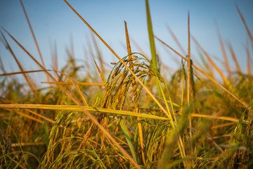 rice field befor harvest in Surin thailand