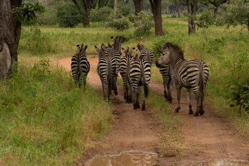 herd of zebra walking down a dirt road in zambia