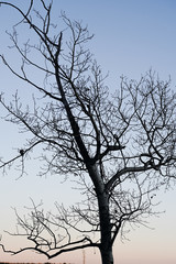 Tree silhouette