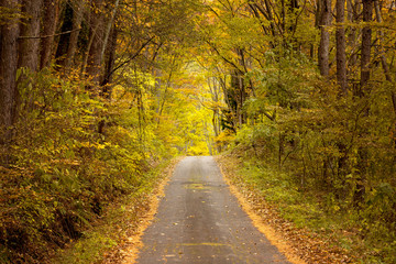 Obraz premium 秋の木々、森の中のハイキングトレイル