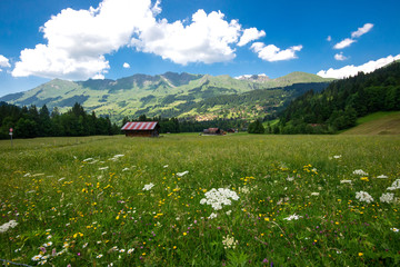 meadow with flowers and blue sky swiss