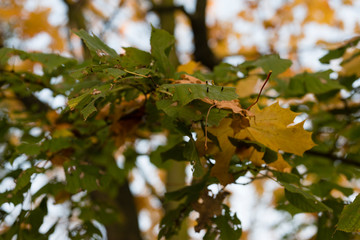 Sick and infected leaves in autumn colors from linden tree.