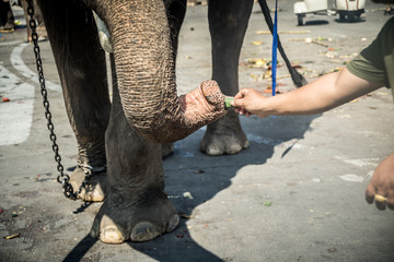 Surin Elephant Round-Up 2019 Elephant fair in Thailand
