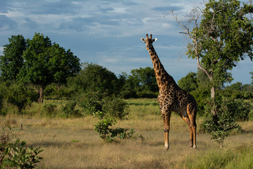 giraffe standing in a green background in south luangwa zambia