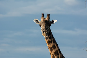 giraffe looking toward you