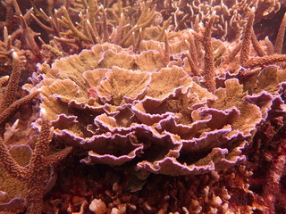 coral found at coral reef area at Tioman island, Malaysia