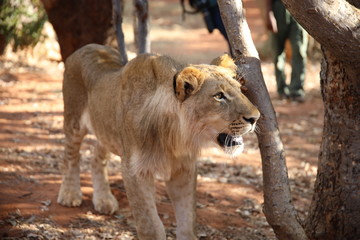 Walking with lions in Zambia