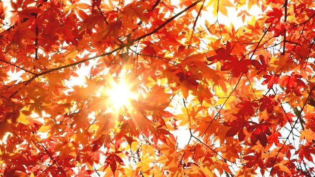 Sun shining through the autumn leaves. Time Lapse.