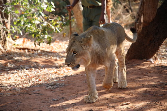 Walking with lions in Zambia