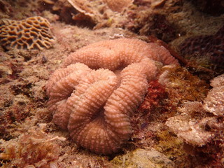 coral reef found at coral reef area at Tioman island, Malaysia