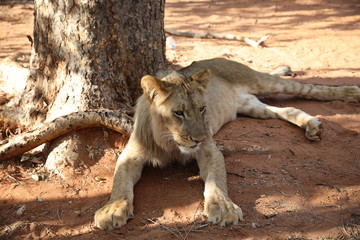 Obraz premium Walking with lions in Zambia