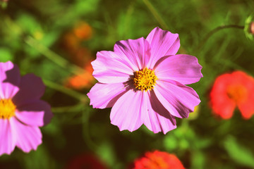 Bright cosmos flower lit by the bright sun in the summer garden close up, retro style