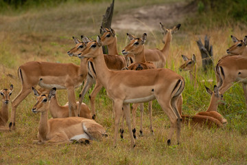 herd of impala looking intensely in zambia
