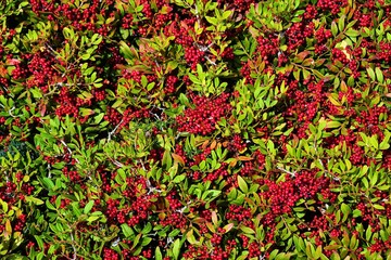 branch with fruit of Pyracantha Red Column