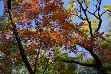 飛鳥山公園の紅葉