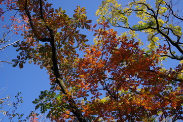 飛鳥山公園の紅葉
