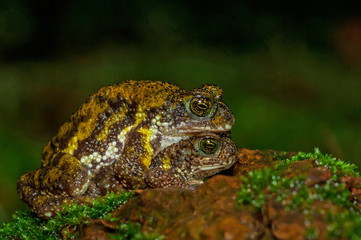 Amboli tiger toad, Xanthophryne tigerina, Maharashtra, India