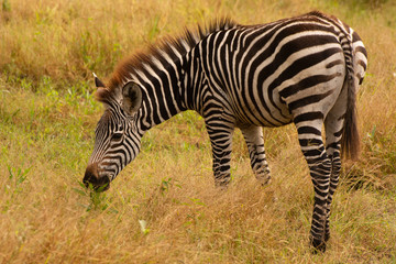Fototapeta na wymiar wild zebra portrait in zambia