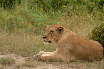 Obraz na płótnie Canvas lioness in south luangwa national park zambia