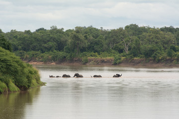 Fototapeta na wymiar elephants crossing the south luangwa river in zambia