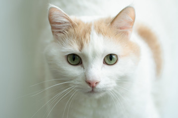 Close-up red-white cat looking up, laying at the sill with blurred green succulent plant at foreground.