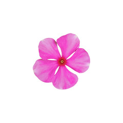 Single beautiful pink of vinca flower blooming isolated on white background. Pretty and beauty flower in closeup