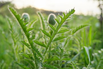 Spring season, poppy flower bush, green buds